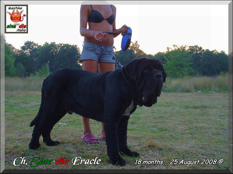 Sine^die Eracle,,, son of Siciliano 25 Augus 2008,