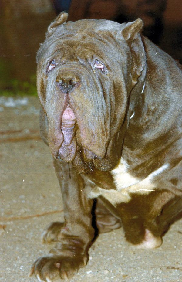 goliath1