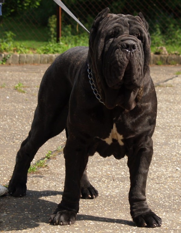 dogs 20 5 2007 057