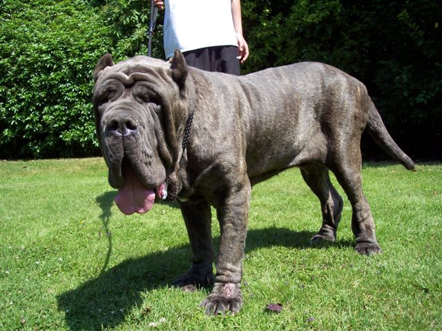 dogs 24 06 2006.a 049