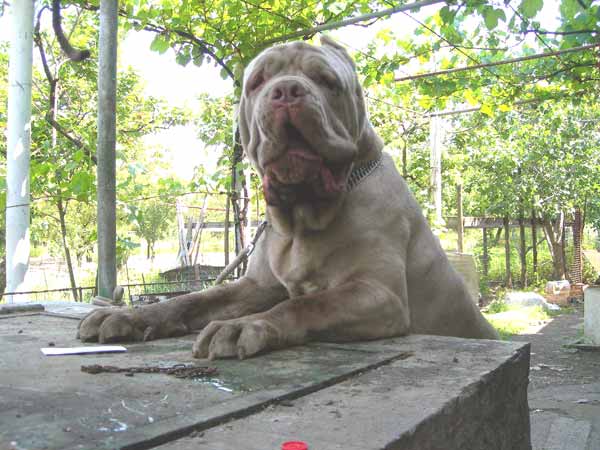 puppies-002