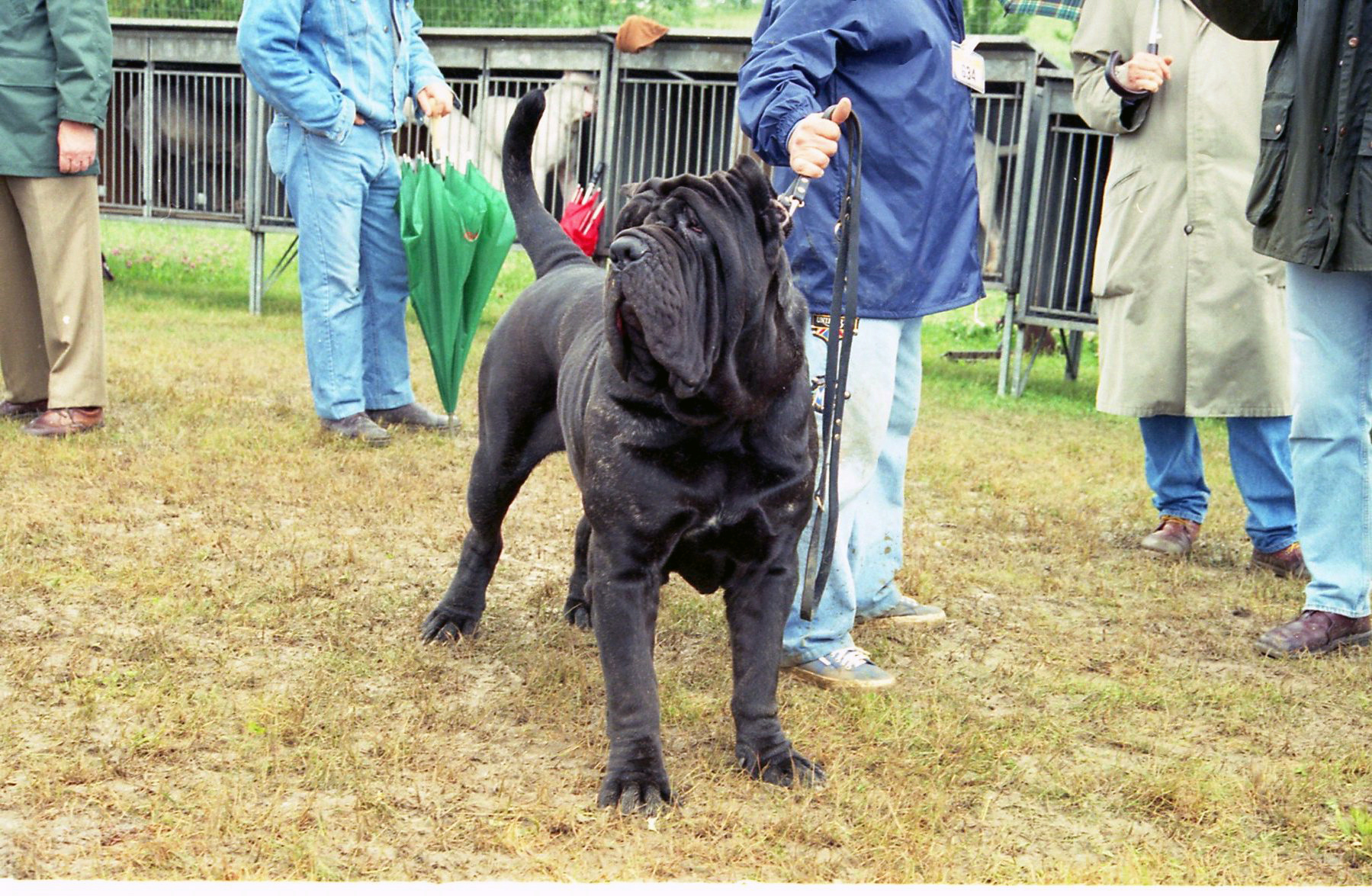 Ch Carnera Delloa Grotta Azzurra