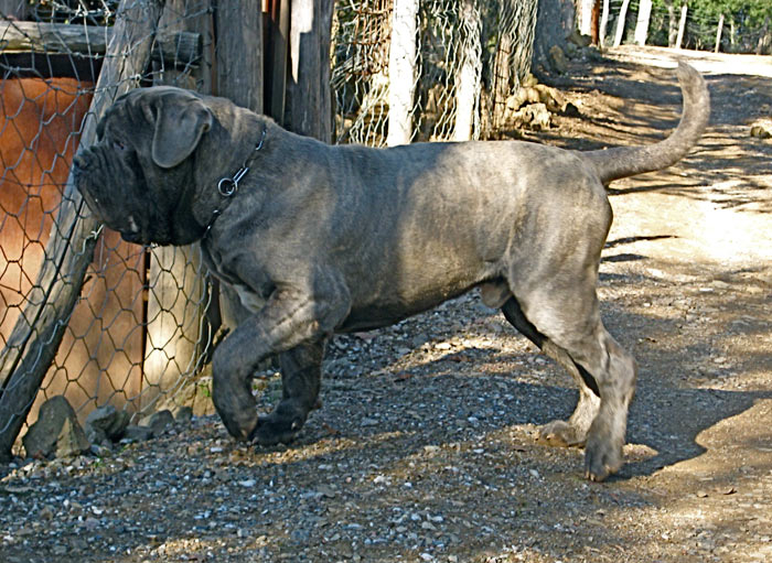 hugo