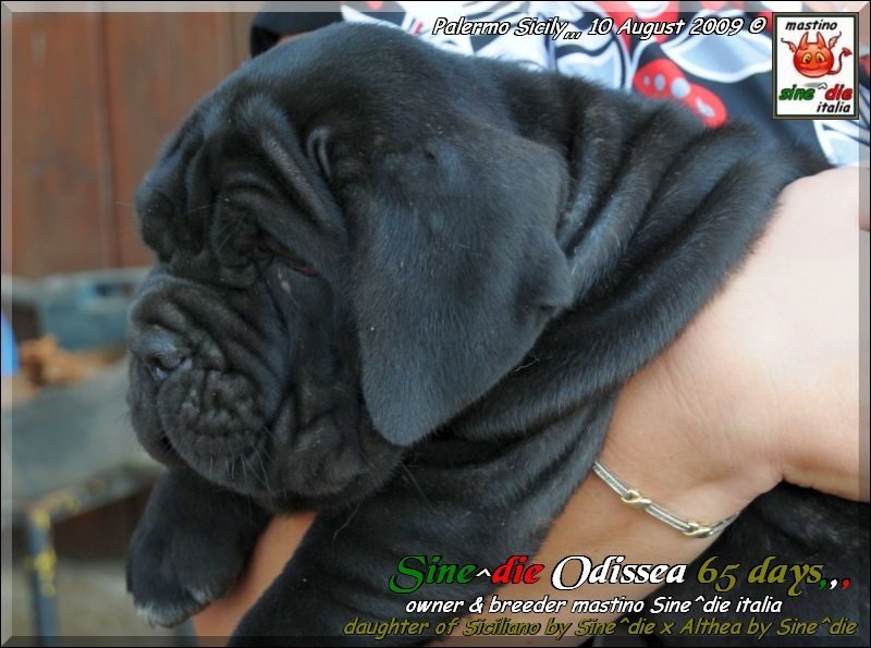 cucciola Sine^die Odissea 65 days