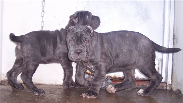 bella & Luna.jpg