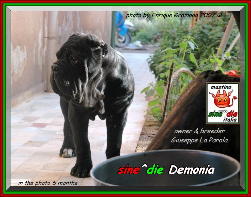 2007 sine^die visto da Enrique Graziano nella foto sine^die Demonia owner & breeder Giuseppe la Parola,