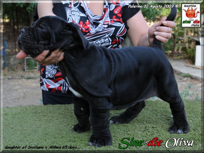 Laura con cucciola figlia di Siciliano x Althea,