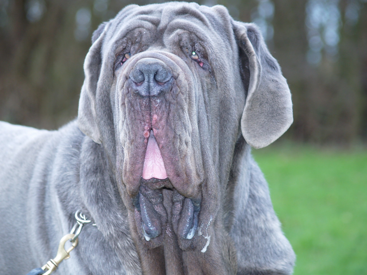 dogs 28 01 2007 059