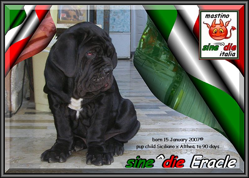 cucciolo sine^die Eracle,,, figlio di Siciliano x Althea by sine^die
