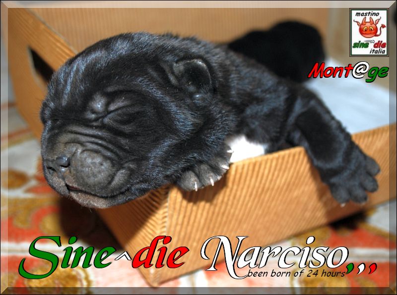 Sine^die Narciso