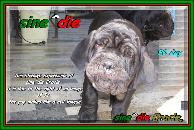 sine^die Eracle,,, son of Siciliano x Althea by sine^die,,,