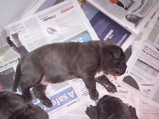 Luna x Veleno pups 8 5 2007 006