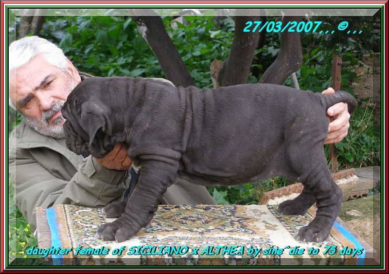 children of SICILIANO x ALTHEA by sine^die, to 75 days,,, 245