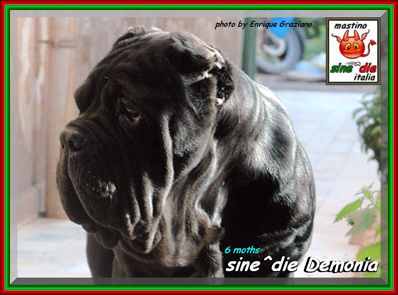 2007 sine^die visto da Enrique Graziano, nella foto sine^die Demonia owner & breeder Giuseppe la Parola,