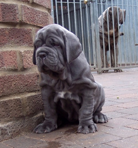 pups LUNA X VELENO 06 06 2007 021