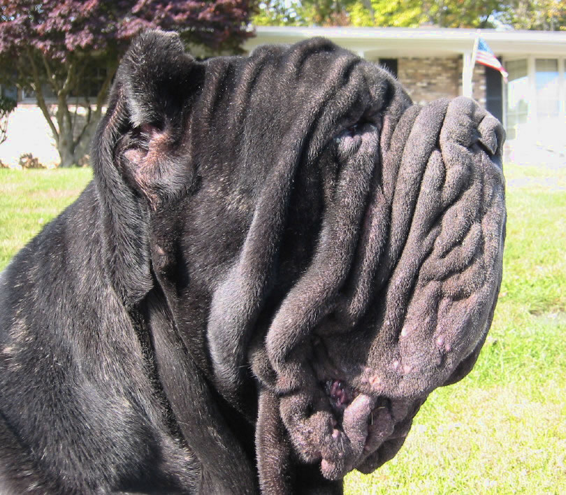 FurioHead