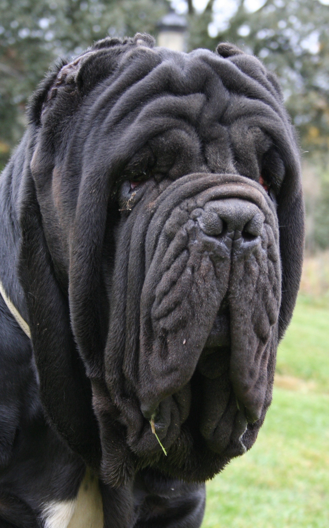 Europe CH Livio De Azzurra (CABEZA)