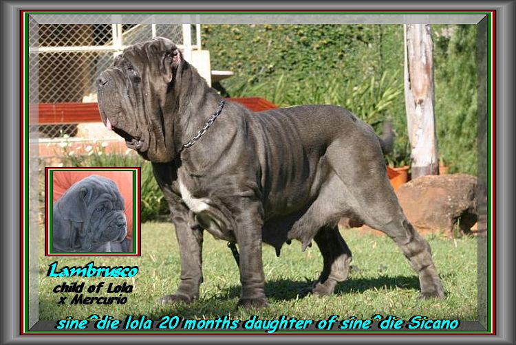 sine^die Lola daughter of sine^die Sicano 20 months xxx bis
