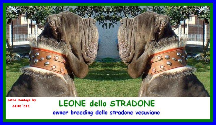 LEONE dello STRADONE