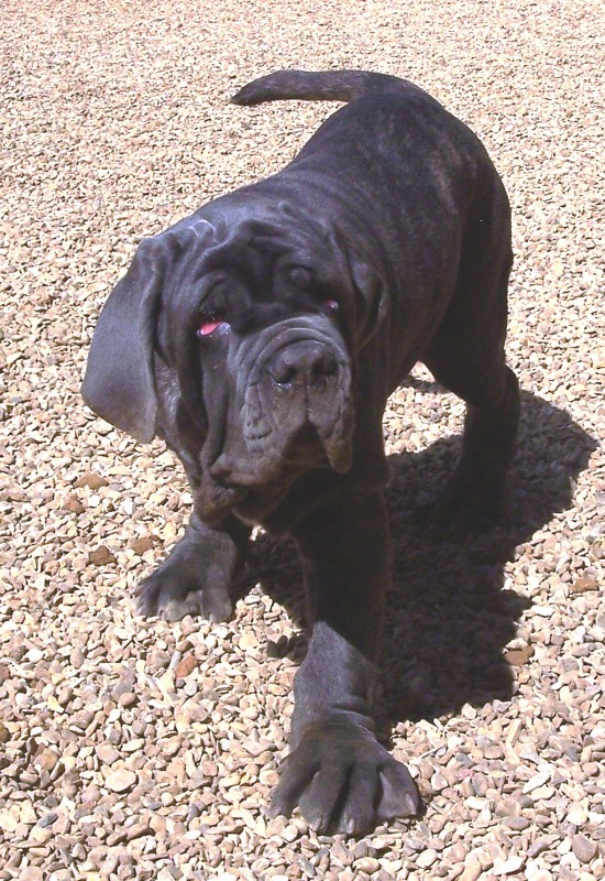 Vito