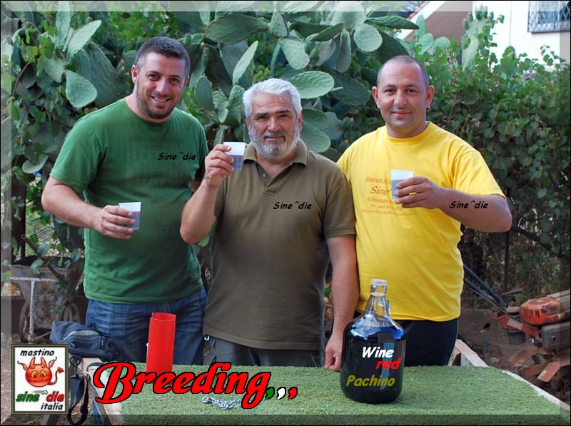 Sine^die Breeding,,, vino a volonta