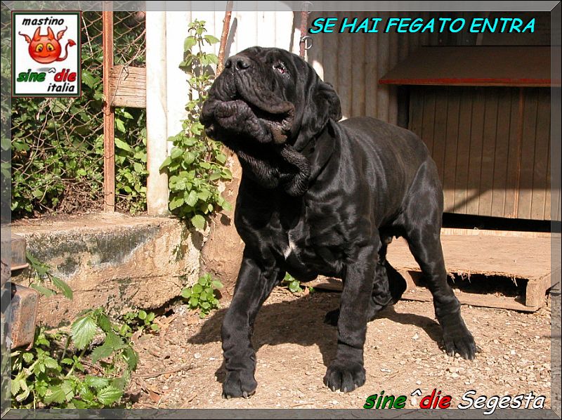 sine^die Segesta,,, se hai fegato entra