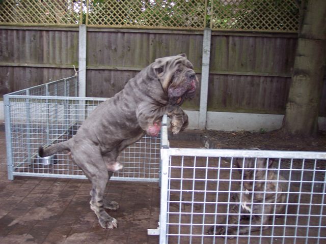 dogs 26 5 2007 172