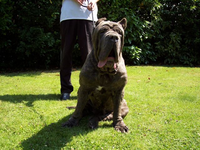 dogs 24 06 2006.a 042