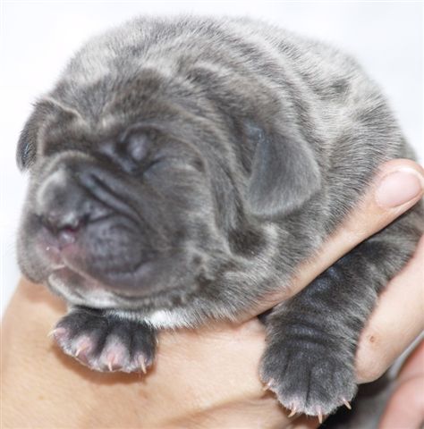 Lunas pups  27 04 2007 007