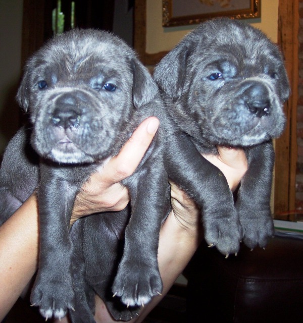 Hartu and Circe pups 02 07 2008 039