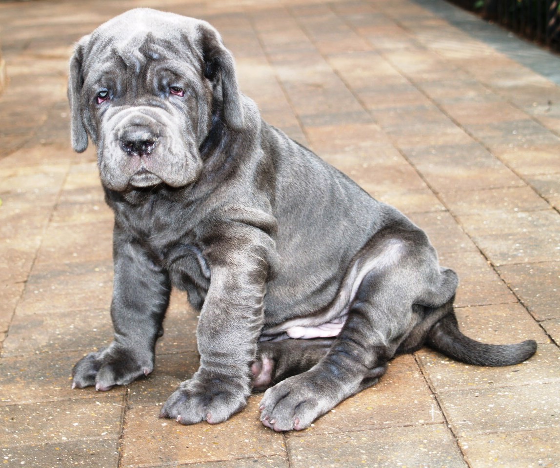 26 07 2008 pups 053