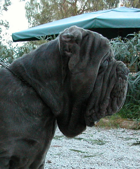 perla