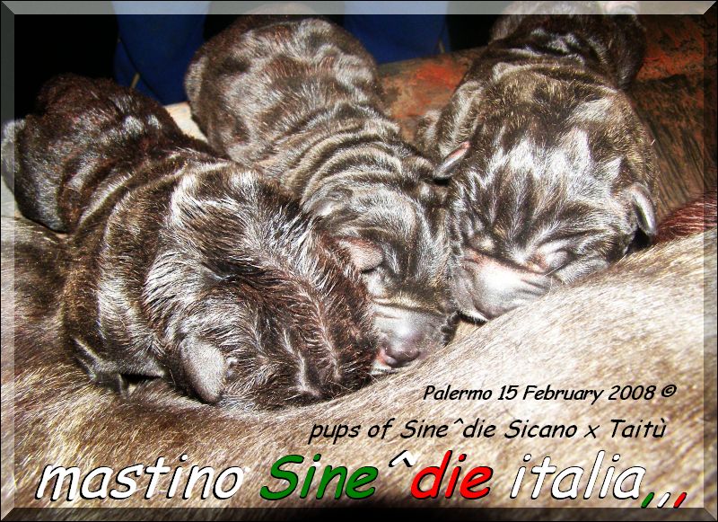 cuccioli di Sine^die Sicano x Taitu breeder mastino Sine^die italia,,,,