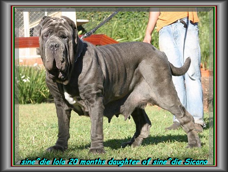 sine^die Lola daughter of sine^die Sicano 20 months oxo