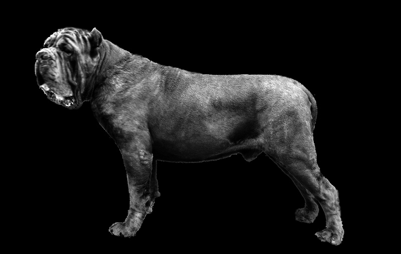zar-b&w