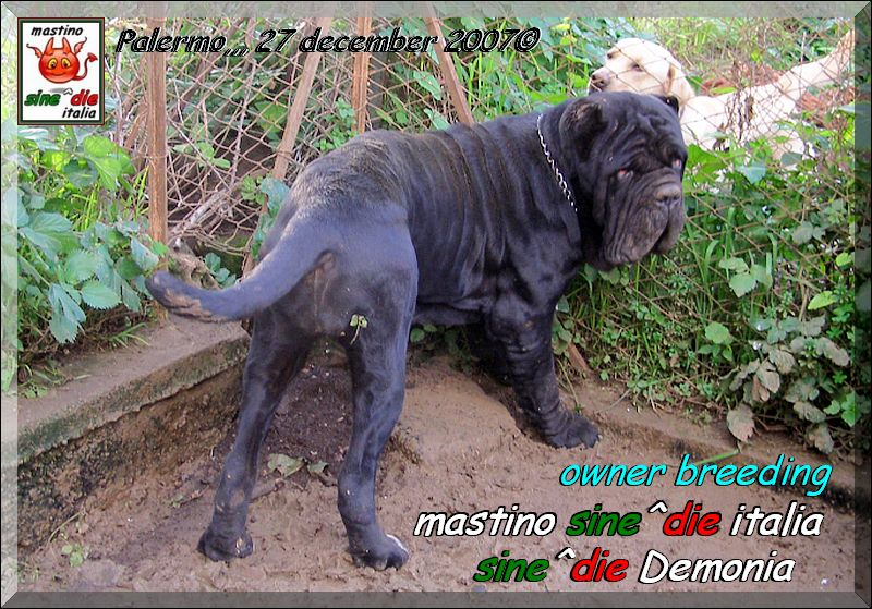 Sine^die Demonia,, Palermo 27 dicemmbre 2007,,,