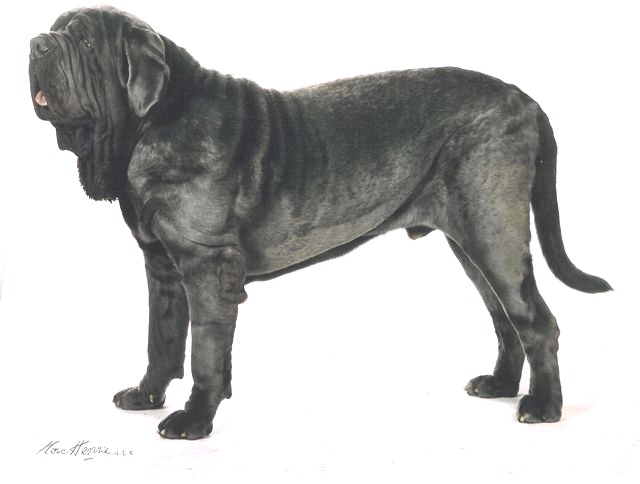 Copy of Leo for Dog Book