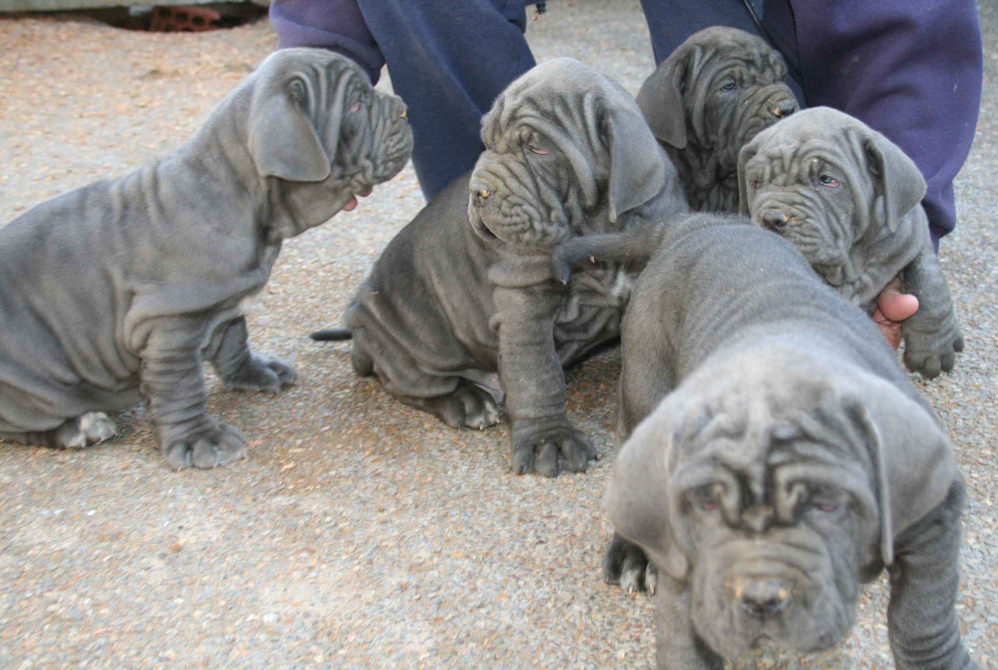 Cachorros jenifer 40 dias juntos2