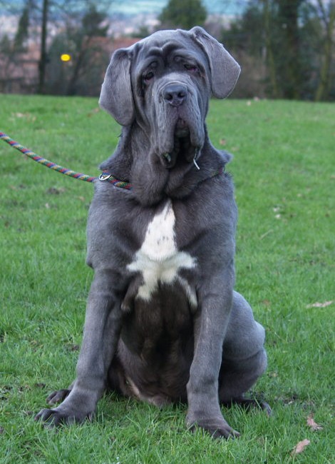 dogs 28 01 2007 005