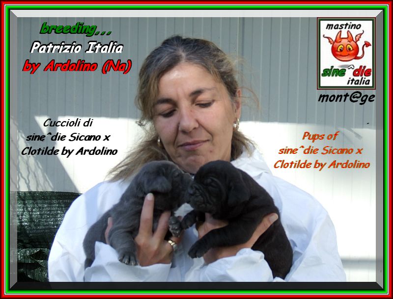 Pups of sine^die Sicano x Clotilde by Ardolino,,,