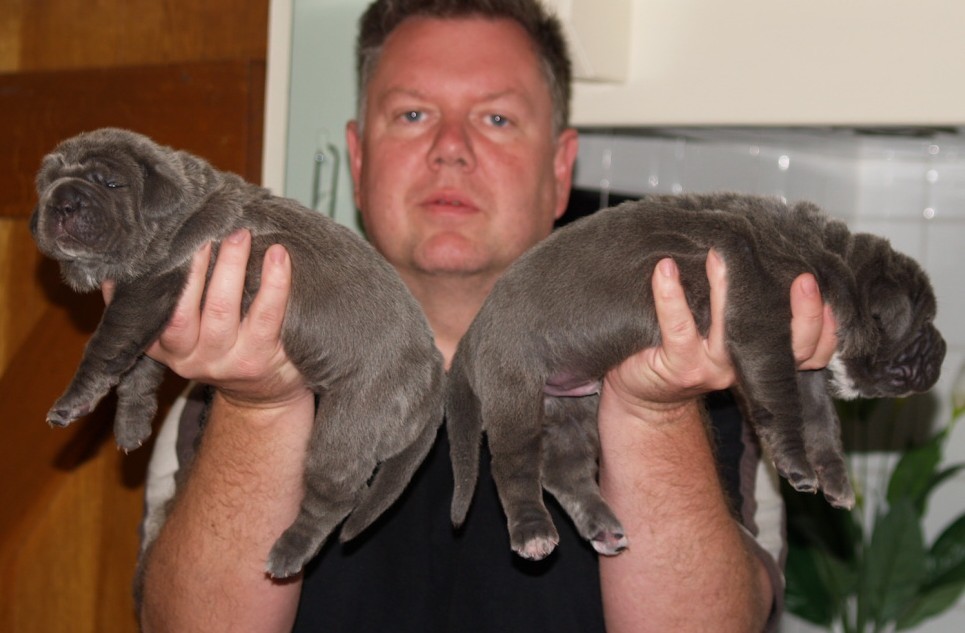 Lunas pups 5 5 2007 043
