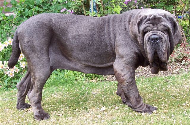 dogs 09 07 2006.a 007