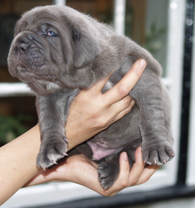Luna and Veleno pups 13 5 2007 025