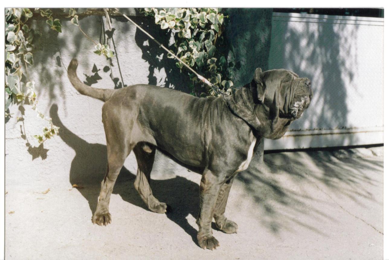 Figlio di Hatrim della Grotta Azzurra