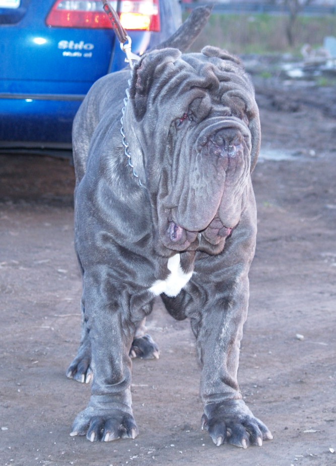 Dogs 18 01 2007 084