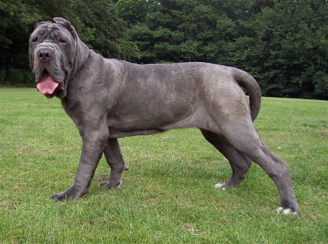 Bella Dello Stradone of Rayvonley 25 06 2006, 8 months old.jpg