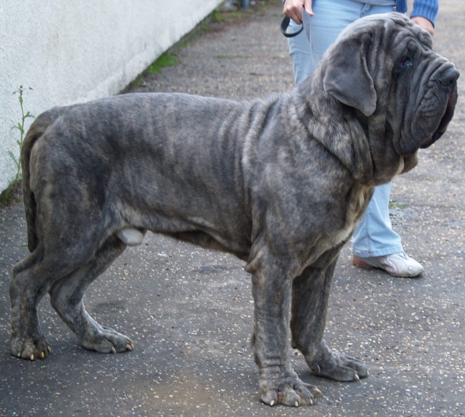dogs 20 5 2007 050