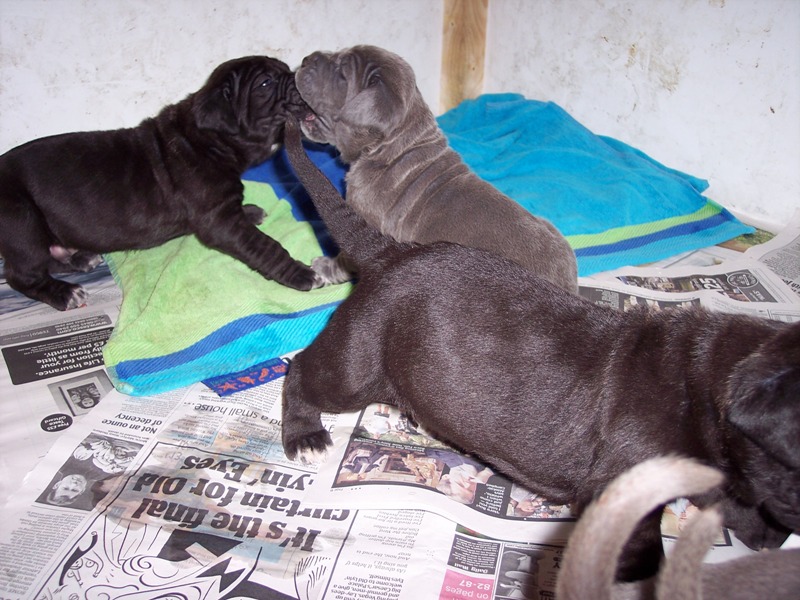Copy of Allegra pups 12 06  2007 011
