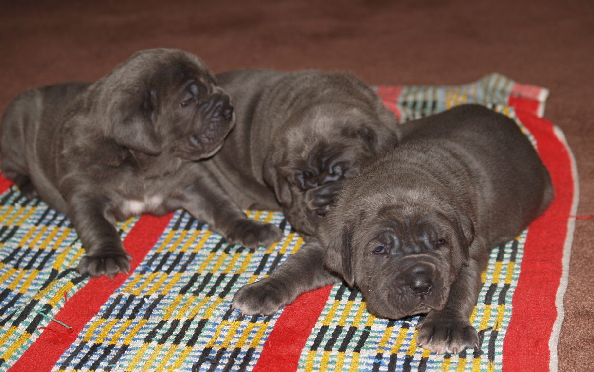 Luna and Veleno pups 13 5 2007 011