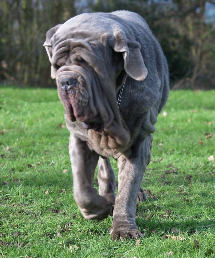 dogs 28 01 2007 050